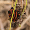 Mediterranean Striped Shield Bug