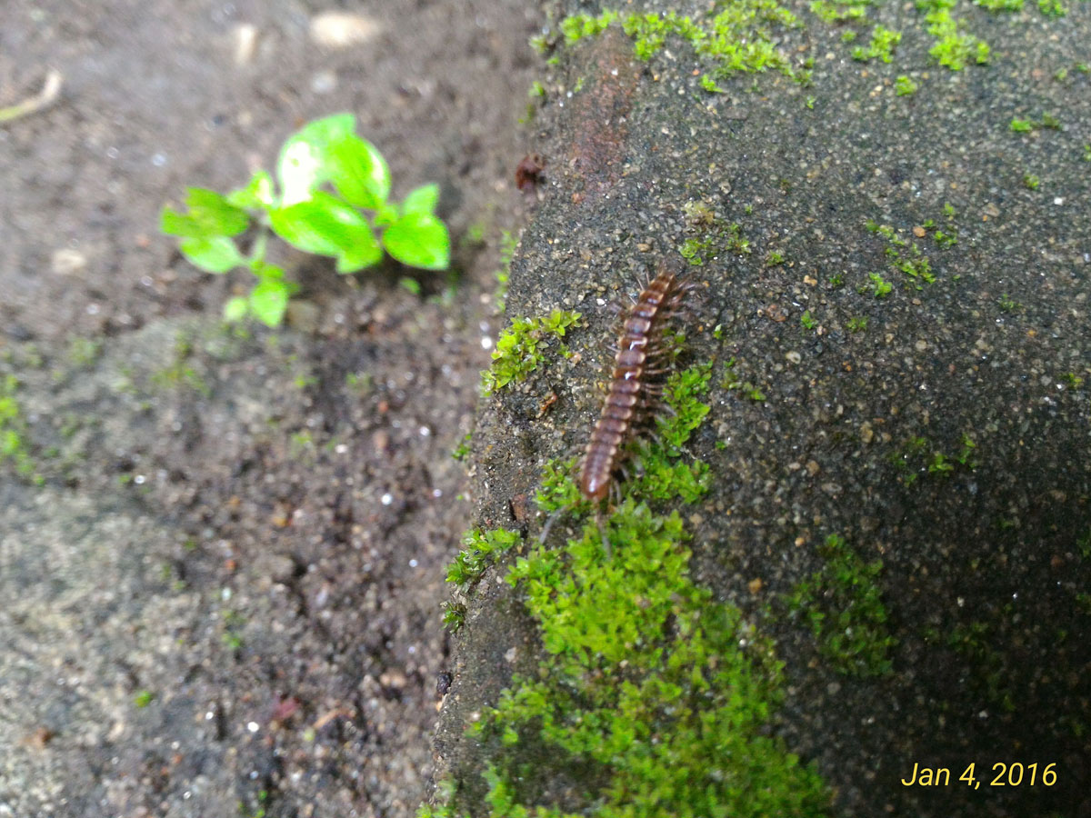 Flat Backed Millipede