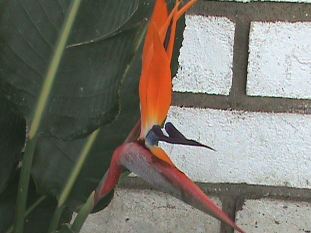 bird of paradise