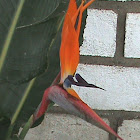 bird of paradise