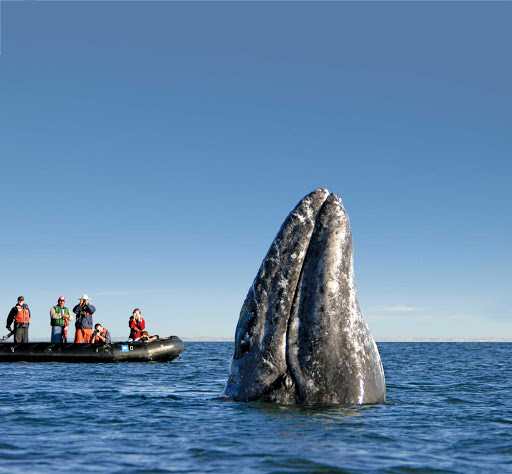 A gray whale spy-hopping near whale watchers in the town of Puerto Lopez Mateos, Mexico, during a Lindblad Expeditions tour.
