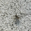 Barn Funnel Weaver