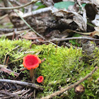 Stalked Scarlet Cup?