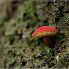 Boletellus obscurecoccineus 深紅條孢牛肝菌