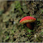 Boletellus obscurecoccineus 深紅條孢牛肝菌