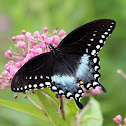 Spicebush Swallowtail Butterfly