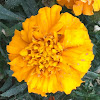 Tagetes erecta