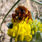 Bee. Abeja solitaria