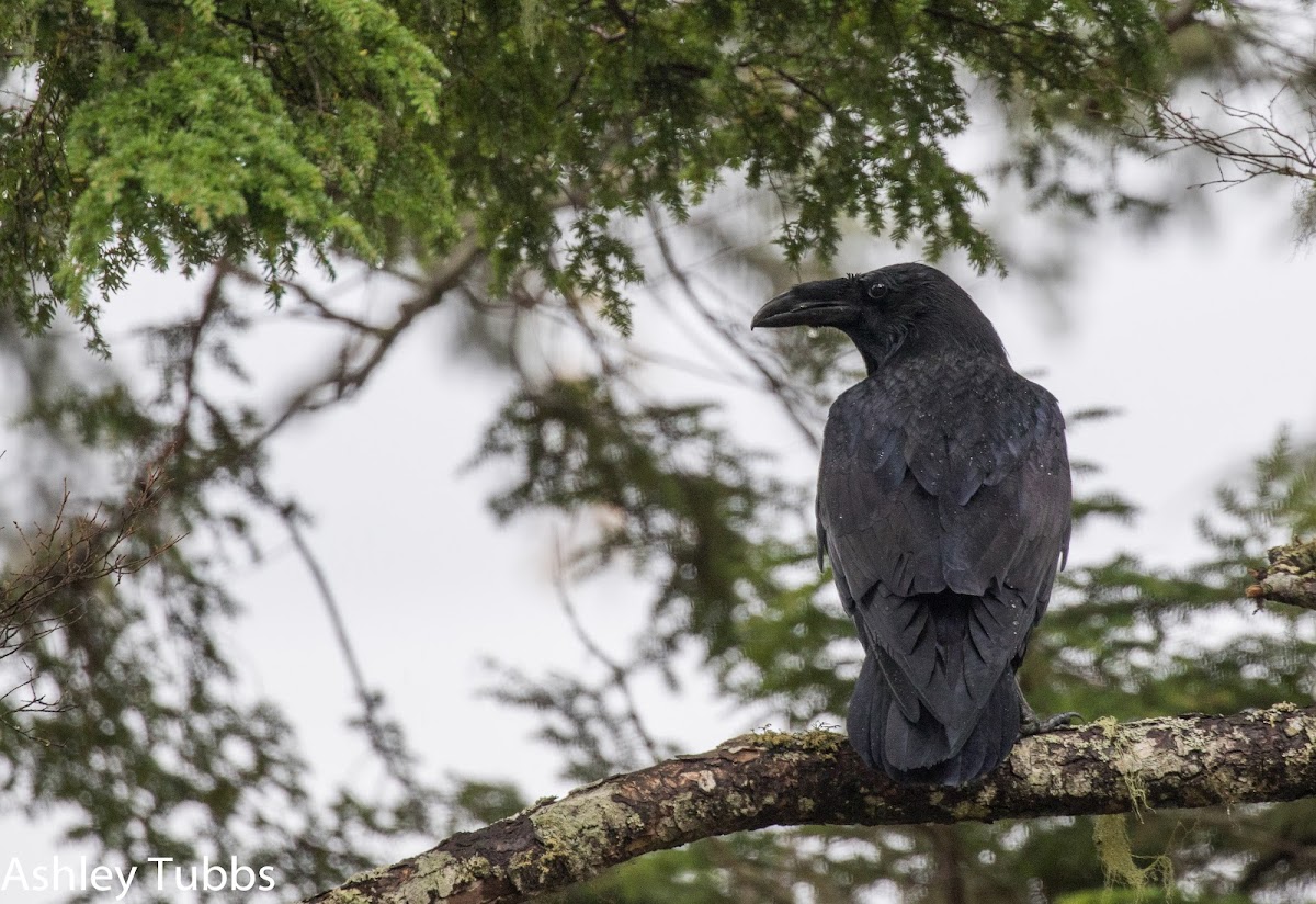 Common Raven