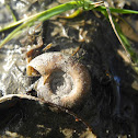 Freshwater gastropod