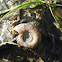 Freshwater gastropod