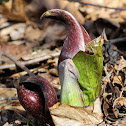 Skunk Cabbage