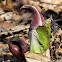 Skunk Cabbage