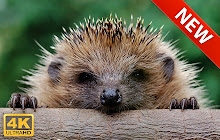 Hedgehog HD Wallpapers New Tab small promo image