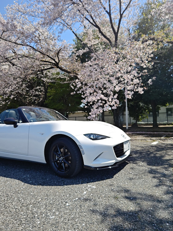 ロードスターのサクラと愛車・桜とコラボに関するカスタム事例の投稿画像1枚目