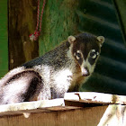 Coati Mundi