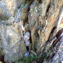 Gem-studded Puffball