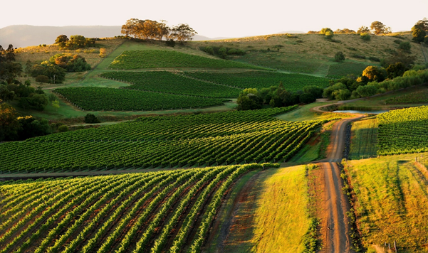 Hunter Valley Tours