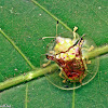 Tortoise Beetle