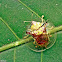 Tortoise Beetle