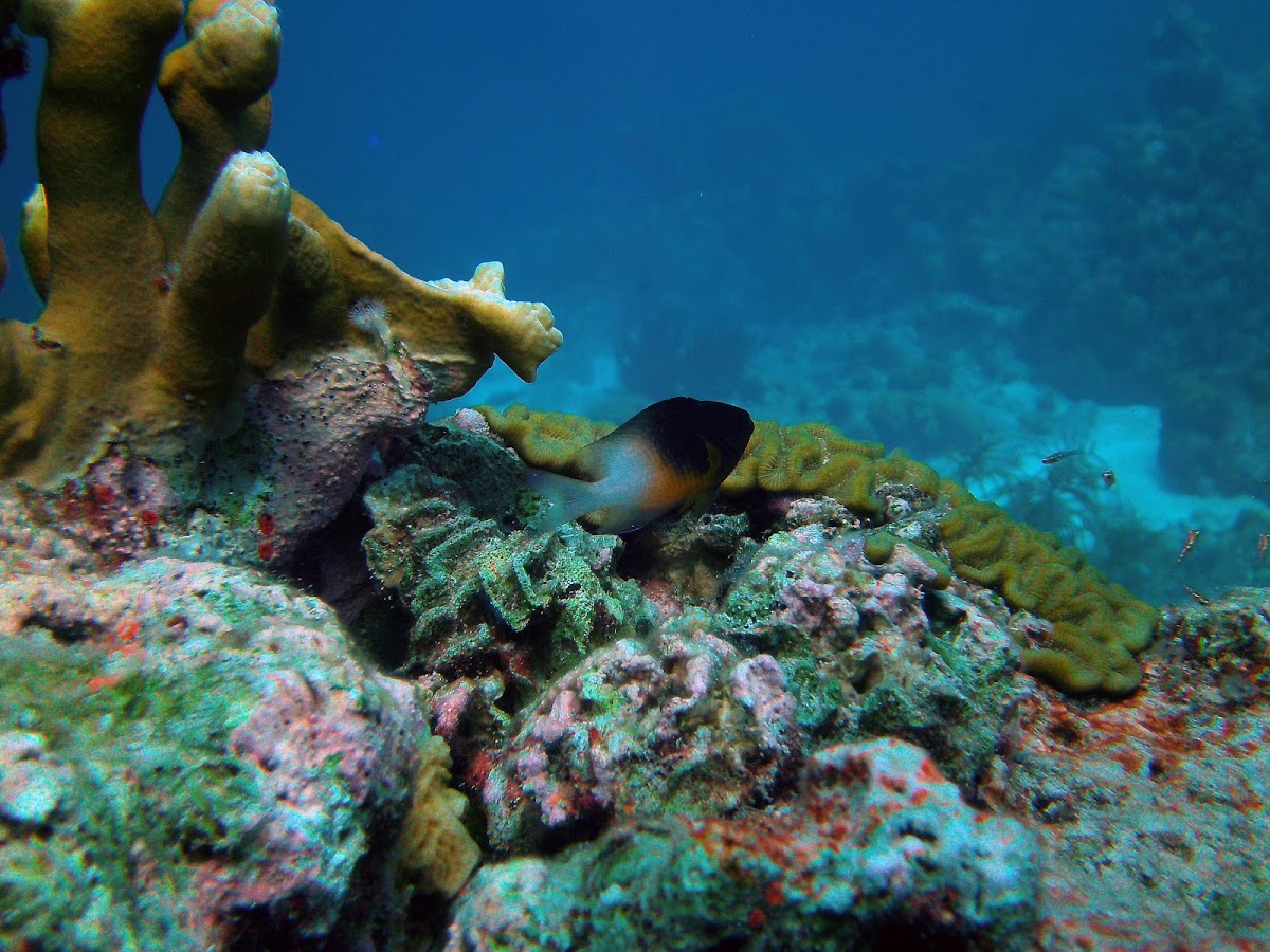 Bicolor damselfish