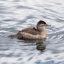 Ruddy duck