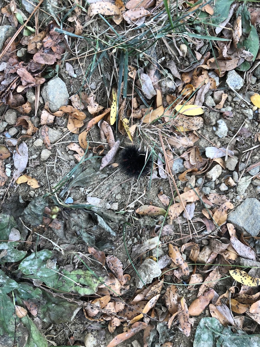 giant leopard moth caterpillar