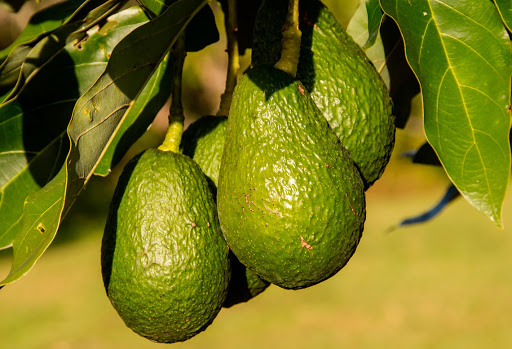 tres aguacates colgando de una rama de un árbol