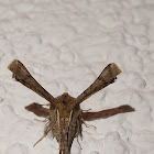 Apochima moth