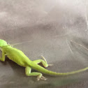 Green Anole