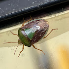 Stink Bug