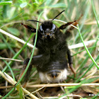 Buff-tailed bumblebee