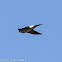 House Martin; Avión Común