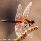 Red-veined Darter