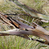 Weeping Tea-tree (with crackling bark)