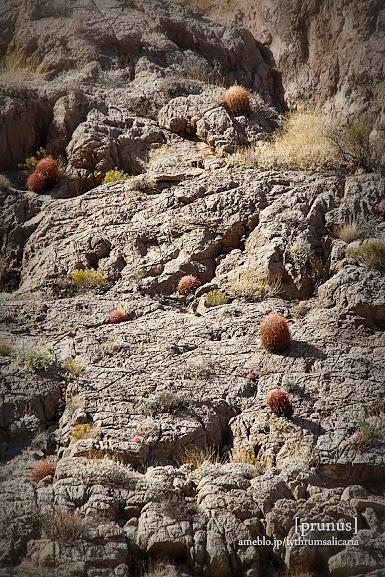 バレー・オブ・ファイヤーのサボテン -Cactus in Valley of fire