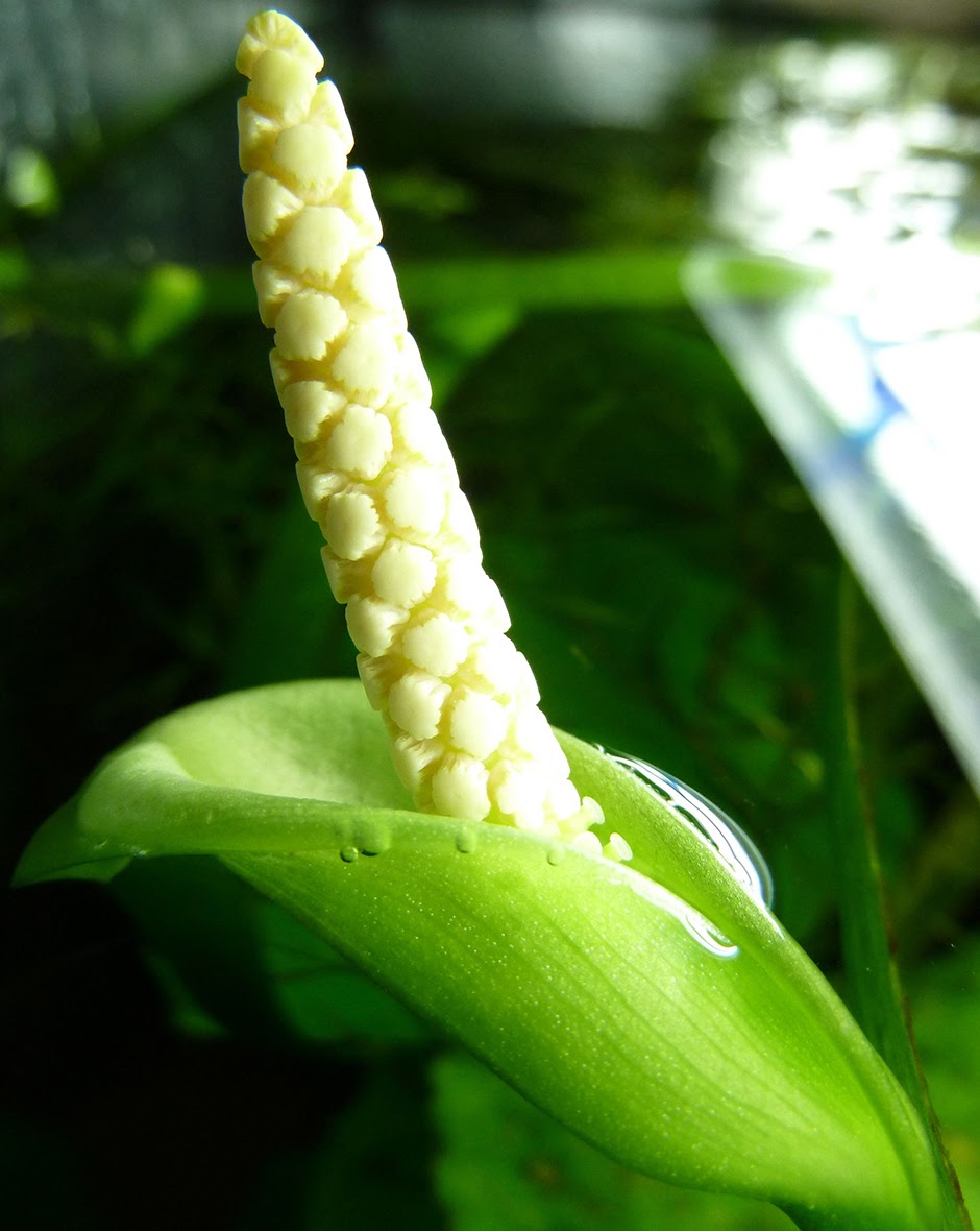 Анубиас Бартера гладкий (Anubias barteri var. glabra)