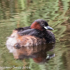 Little Grebe