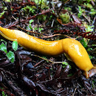 California Banana Slug