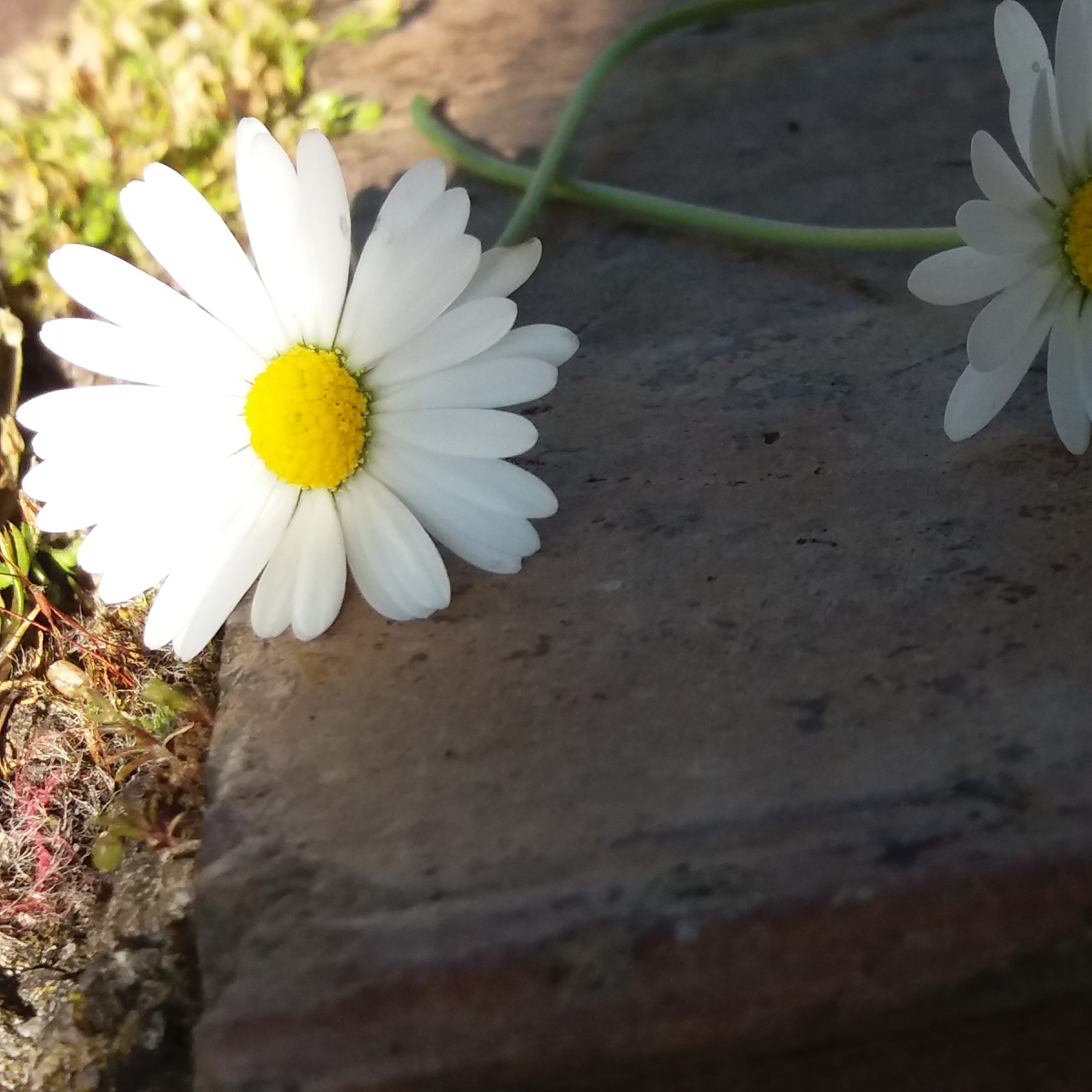 Il bianco nei fiori di _graziasozio04_