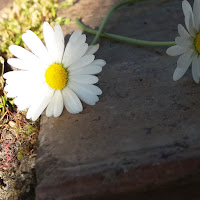 Il bianco nei fiori di 