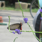 Common Batwing