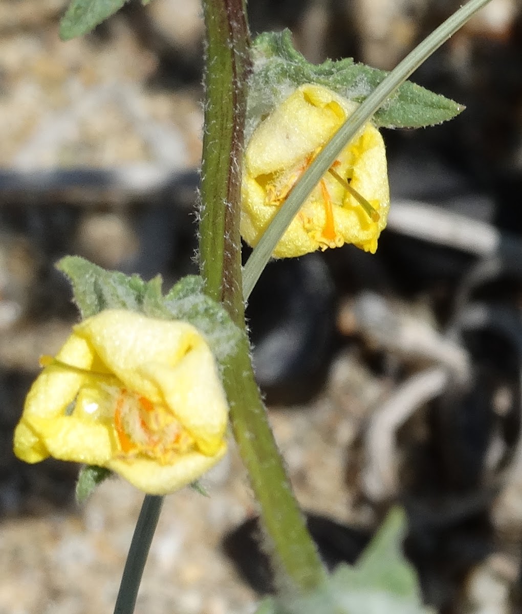 Coastal mullein