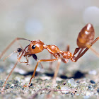 Red Ant