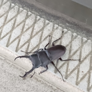 アルトワークス