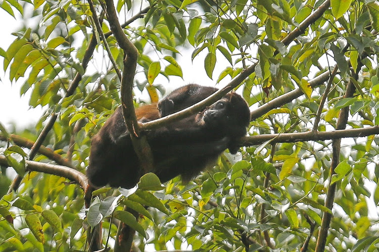  A howler monkey at Monkey Island in Panama. 