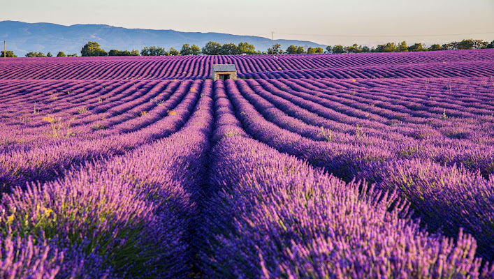 Colorati e profumati di Scaccia