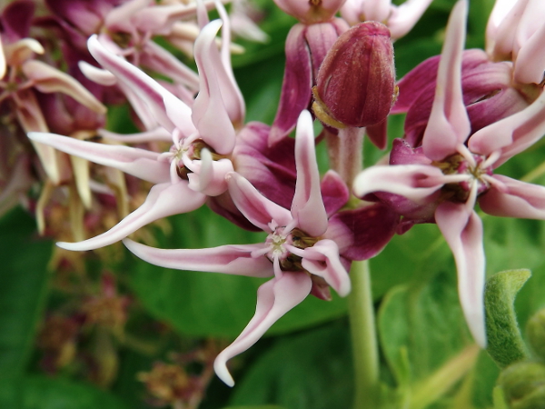 Showy Milkweed