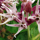 Showy Milkweed