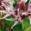 Showy Milkweed